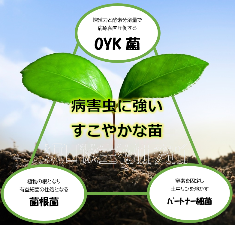 OYK 菌根菌 AMF パートナー細菌 PB